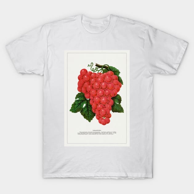 Vergennes grape lithograph (1900) T-Shirt by WAITE-SMITH VINTAGE ART